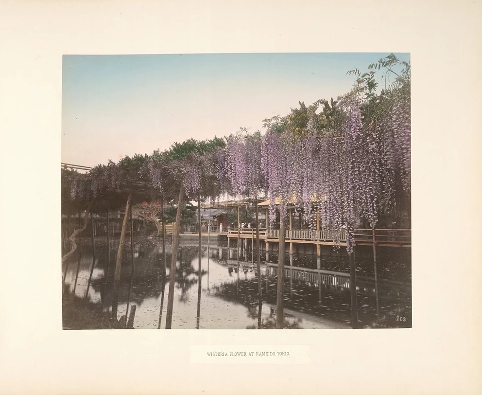 Wisteria Flower at Kameido Tokio, Kusakabe Kimbei